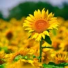 Hoa hướng dương: Ý nghĩa đặc biệt, nguồn gốc và đặc điểm của hoa