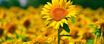 Hoa hướng dương: Ý nghĩa đặc biệt, nguồn gốc và đặc điểm của hoa